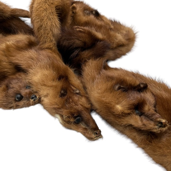 Vtg Frost Bros 4 Pelts Full Body Fur Taxidermy Collar Wrap Scarf Stole Shawl - Picture 4 of 9